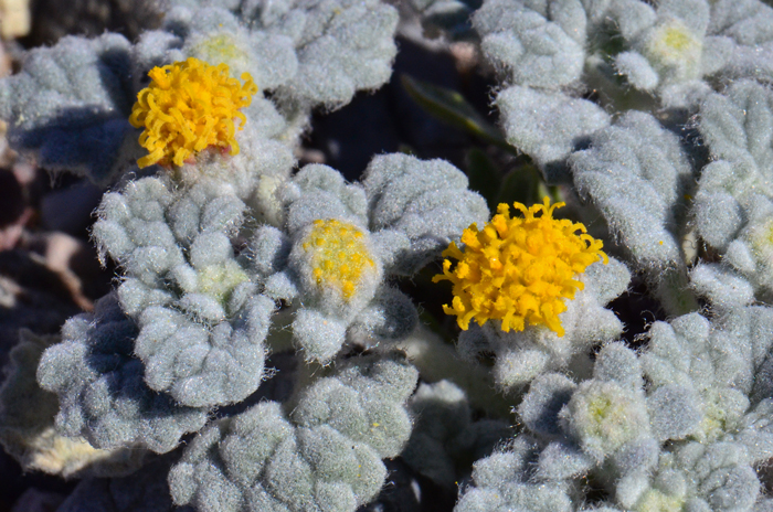 Velvet Turtleback is an interesting plant with plenty of character in its size, shape and texture. It has tiny pale yellow disk flowers only. The plants bloom from March to June, again in December or perhaps year around when conditions are met. Psathyrotes ramosissima 